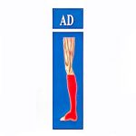 جوراب ضد آمبولی مدل AD (کف پا تا پایین زانو) برند سگال مد - Image 4