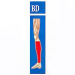 جوراب واریس بدون کفی مدل BD (مچ تا پایین زانو) برند سگال مد - Image 4