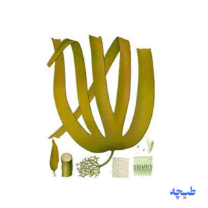 پانسمان آلژینات سدیم کلسیم کلتوستات کانواتک